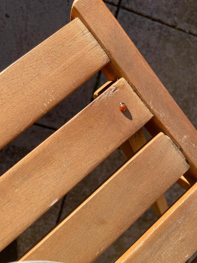 Oliana Duplex 6 Plazas Para Desconectar De La Rutina מראה חיצוני תמונה